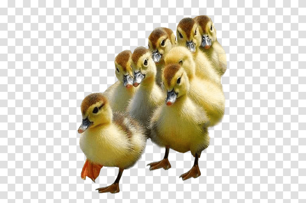 Ducklings With Background, Bird, Animal, Waterfowl, Anseriformes Transparent Png