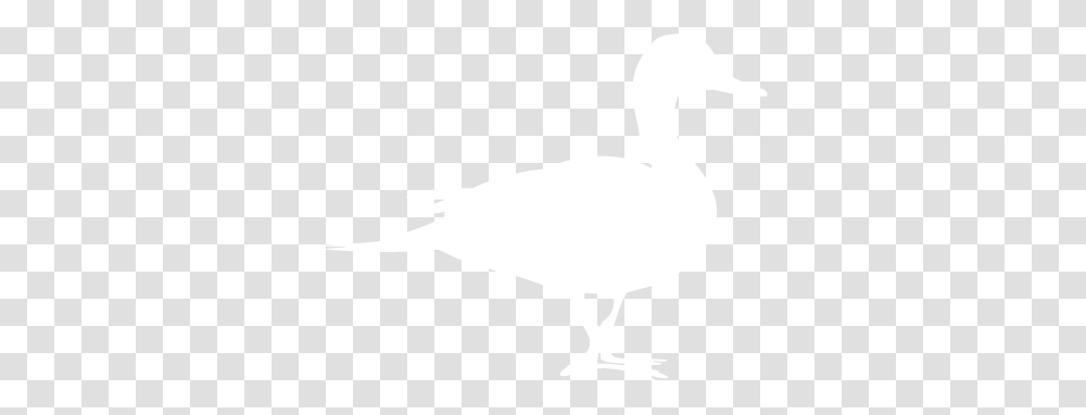 Ducks 1 Image Duck White, Bird, Animal, Goose, Waterfowl Transparent Png
