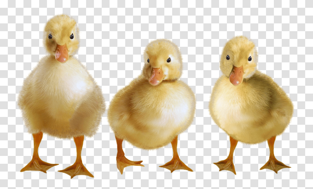 Ducks 960, Animals, Bird, Poultry, Fowl Transparent Png