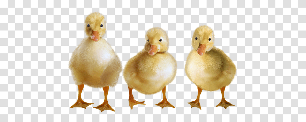 Ducks Animals, Bird, Poultry, Fowl Transparent Png