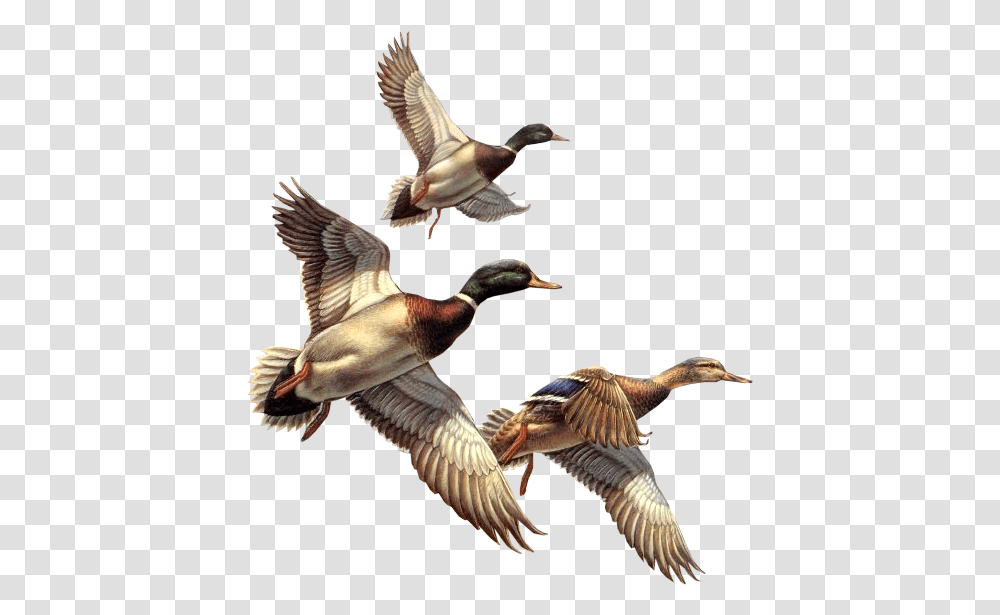 Ducks, Bird, Animal, Waterfowl, Mallard Transparent Png