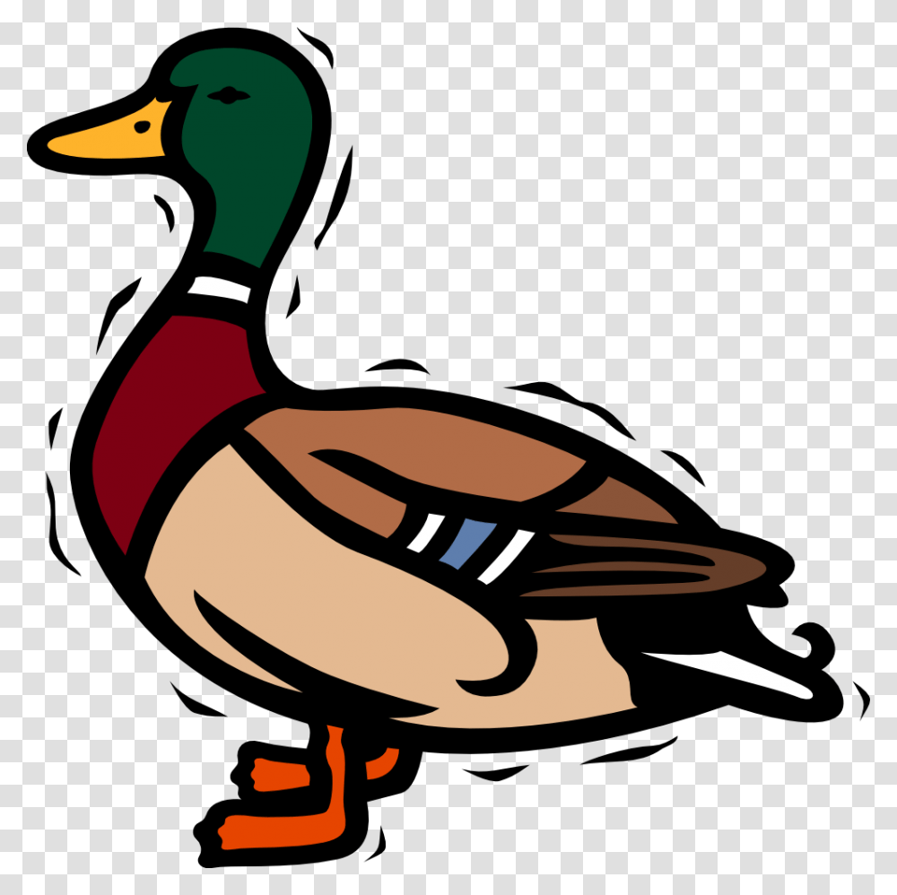 Ducks Clipart Clipart Duck, Bird, Animal, Waterfowl, Mallard Transparent Png