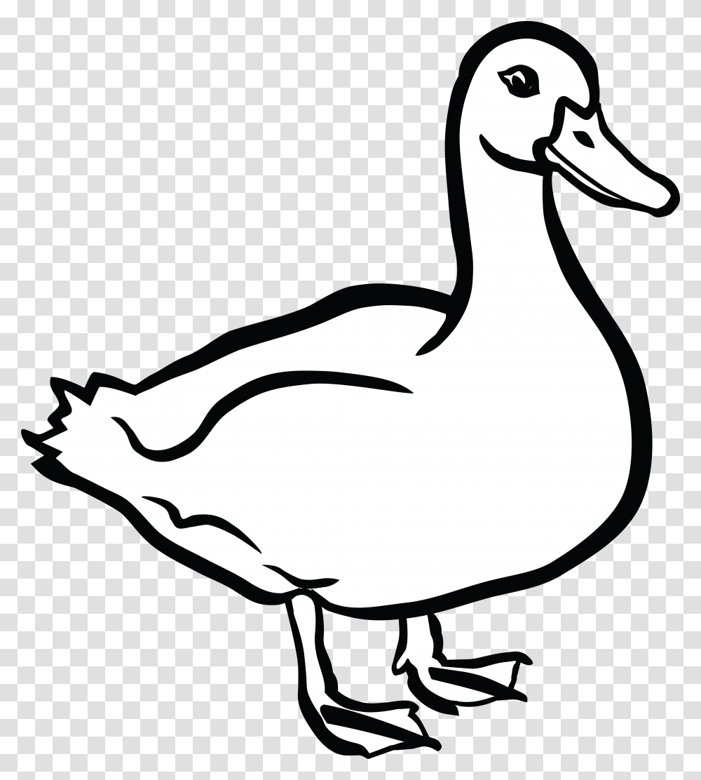 Ducks Clipart Mallard Duck, Bird, Animal, Goose, Anseriformes Transparent Png