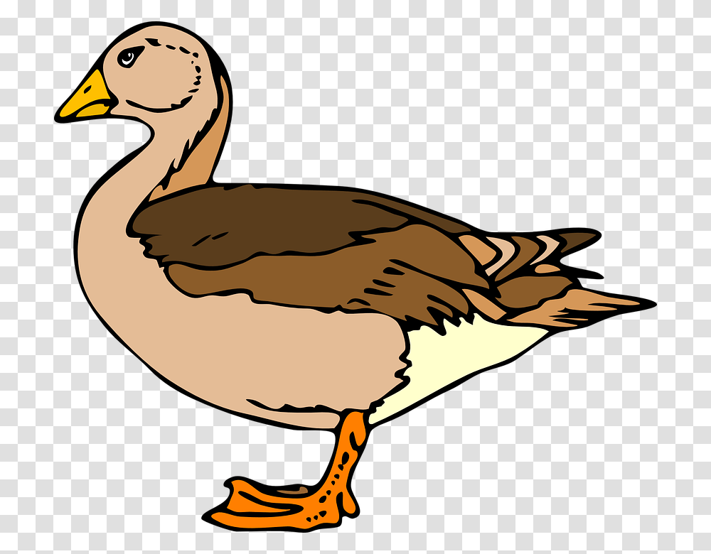 Ducks Clipart Mallard Duck, Bird, Animal, Goose, Waterfowl Transparent Png