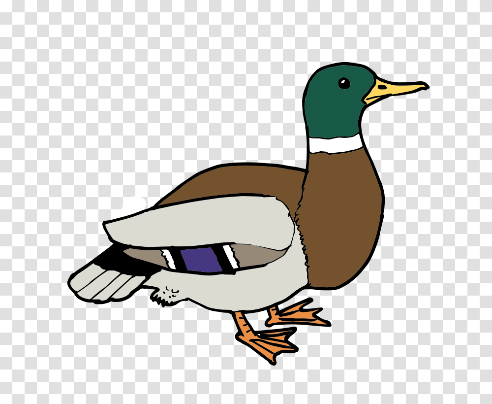 Ducks Clipart, Waterfowl, Bird, Animal, Mallard Transparent Png