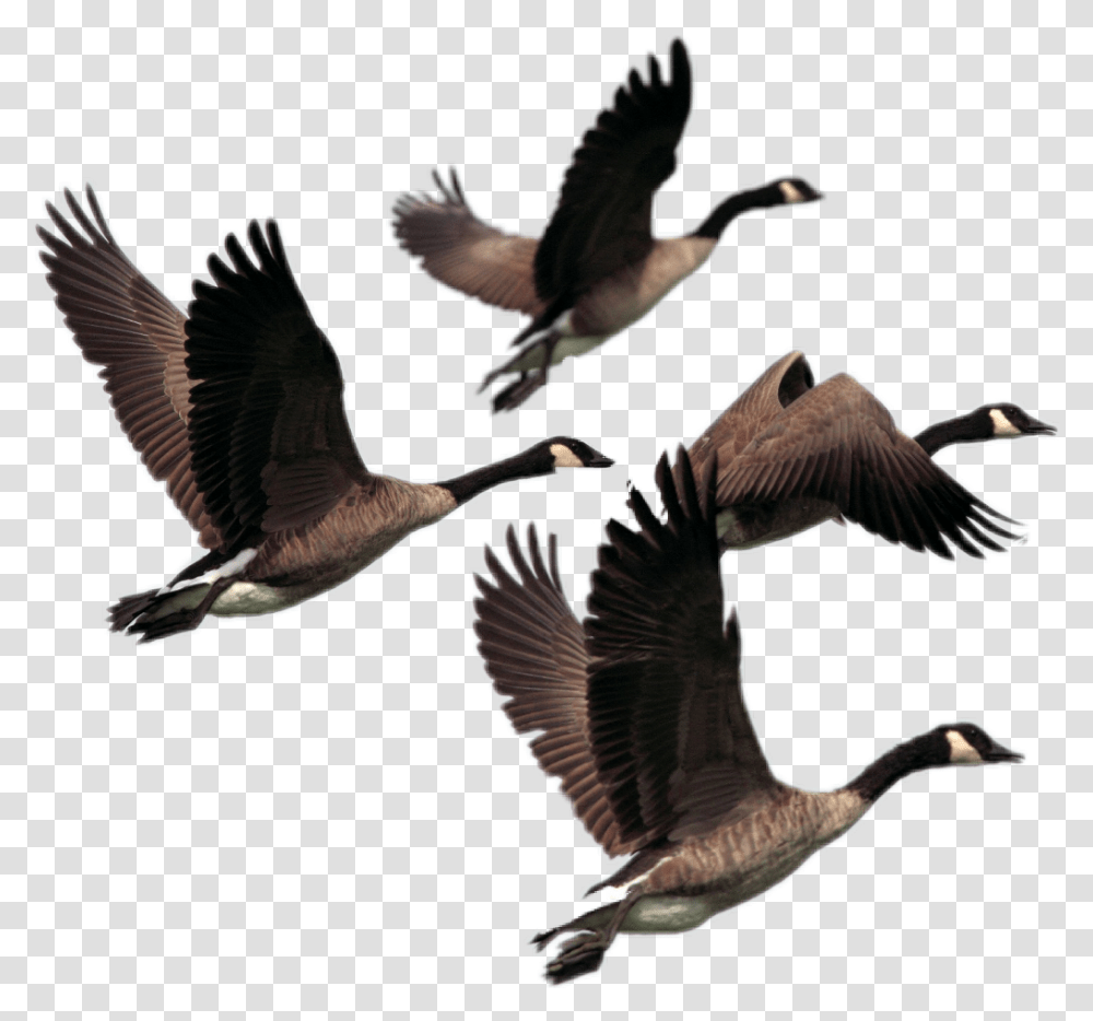 Ducks Flying Canada Geese Background, Bird, Animal, Waterfowl, Mallard Transparent Png
