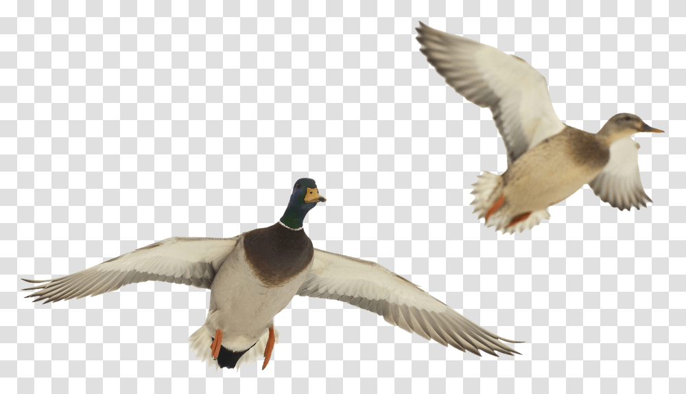 Ducks In Flight, Bird, Animal, Mallard, Waterfowl Transparent Png
