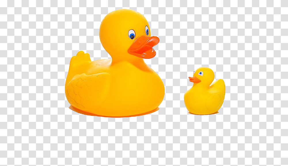 Ducks Rubber, Bird, Animal Transparent Png