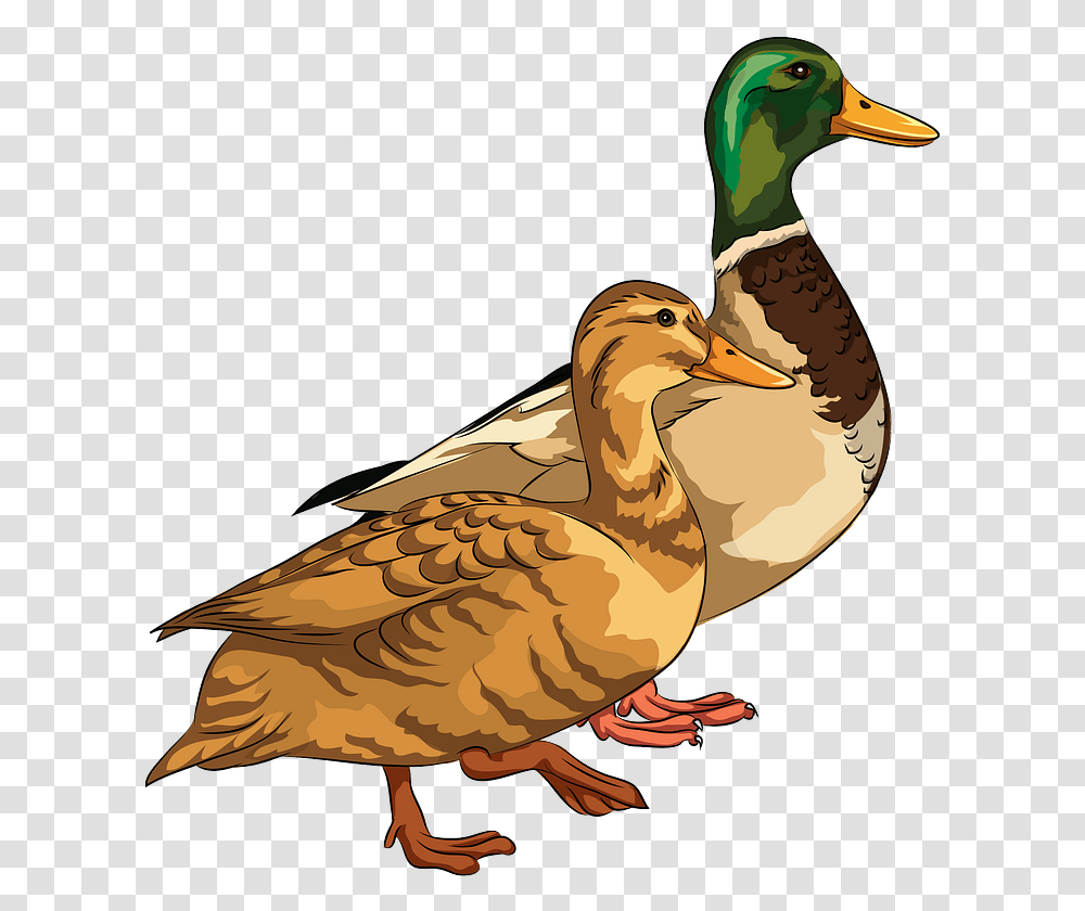 Ducks Vector, Bird, Animal, Mallard, Waterfowl Transparent Png