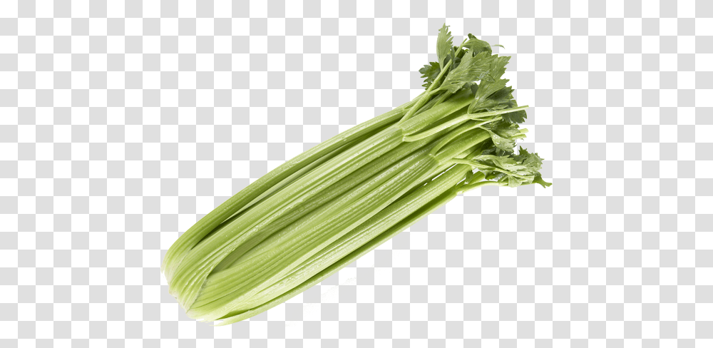 Duda Farm Fresh Foods Products Chicory, Plant, Produce, Vegetable, Leek Transparent Png