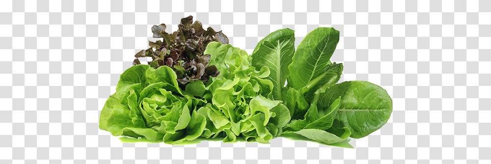 Duda Farm Fresh Foods Products Lettuce, Plant, Vegetable Transparent Png