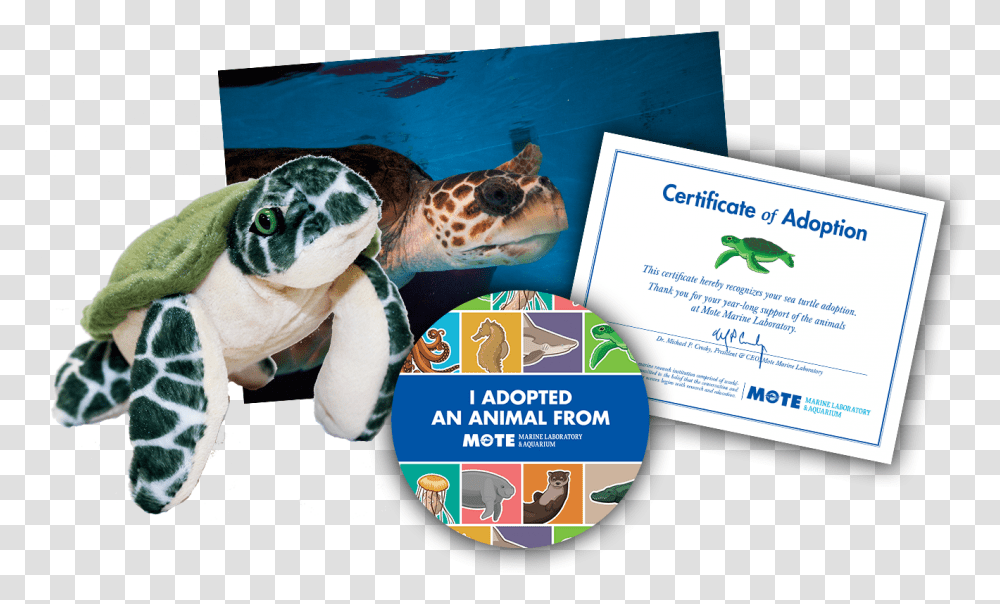 Dugong, Sea Turtle, Reptile, Sea Life, Animal Transparent Png