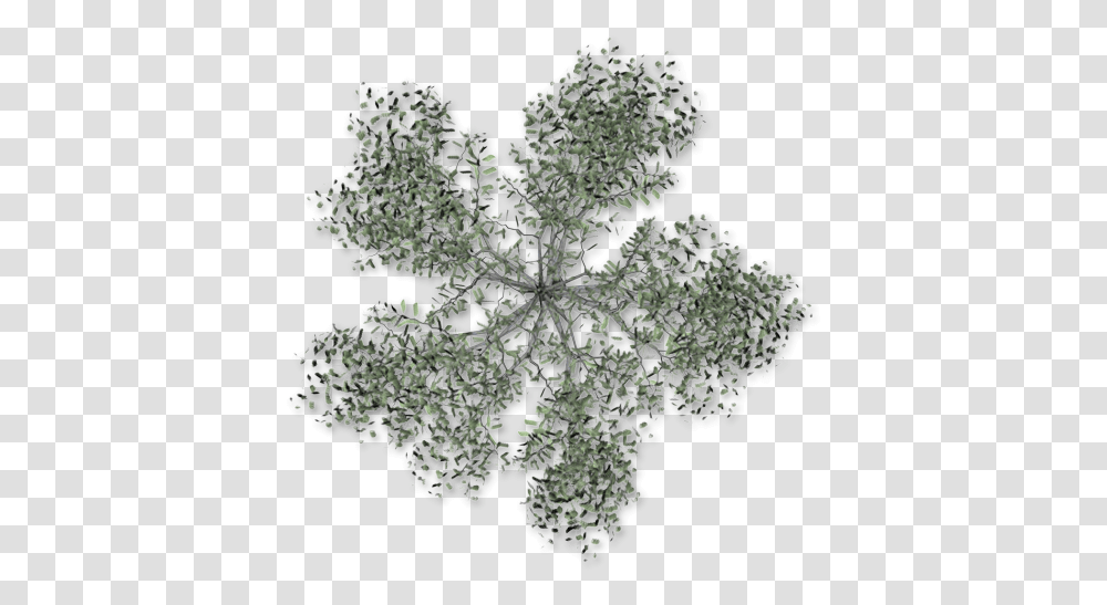 Dundjinni Mapping Software Acacia Tree Plan, Snowflake, Pattern, Fractal, Ornament Transparent Png