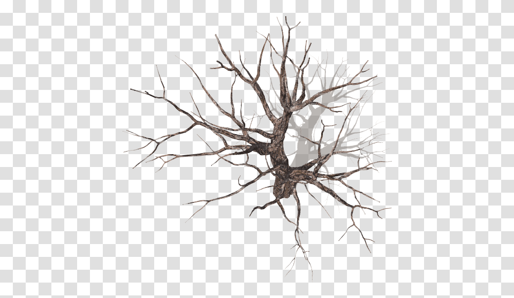 Dundjinni Mapping Software Dead Tree Top View, Plant, Root, Spider, Invertebrate Transparent Png