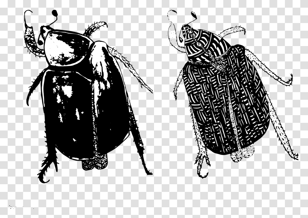 Dung Beetle, Animal, Invertebrate, Insect, Samurai Transparent Png