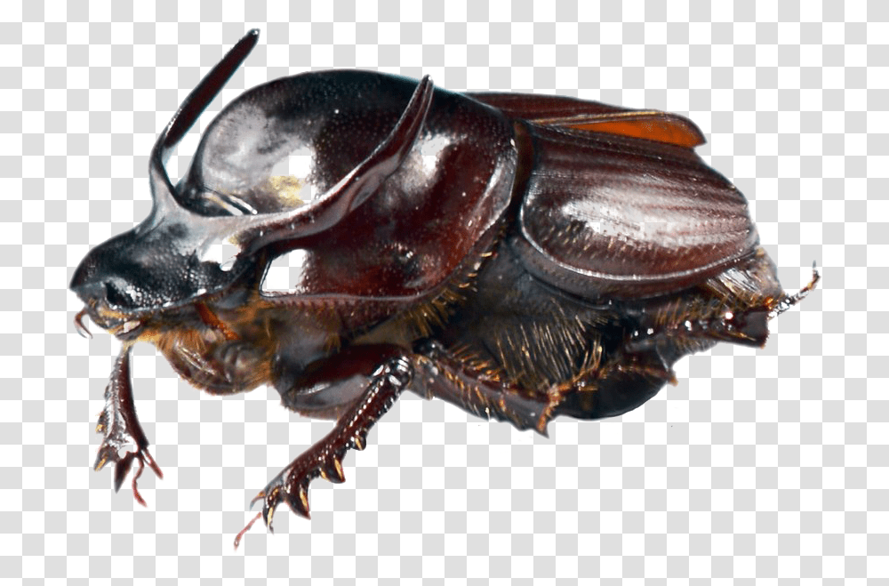 Dung Beetle Onthophagus Taurus, Insect, Invertebrate, Animal, Honey Bee Transparent Png