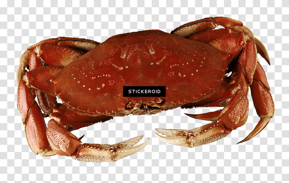 Dungeness Crab Download Dungeness Crab, Seafood, Sea Life, Animal, King Crab Transparent Png