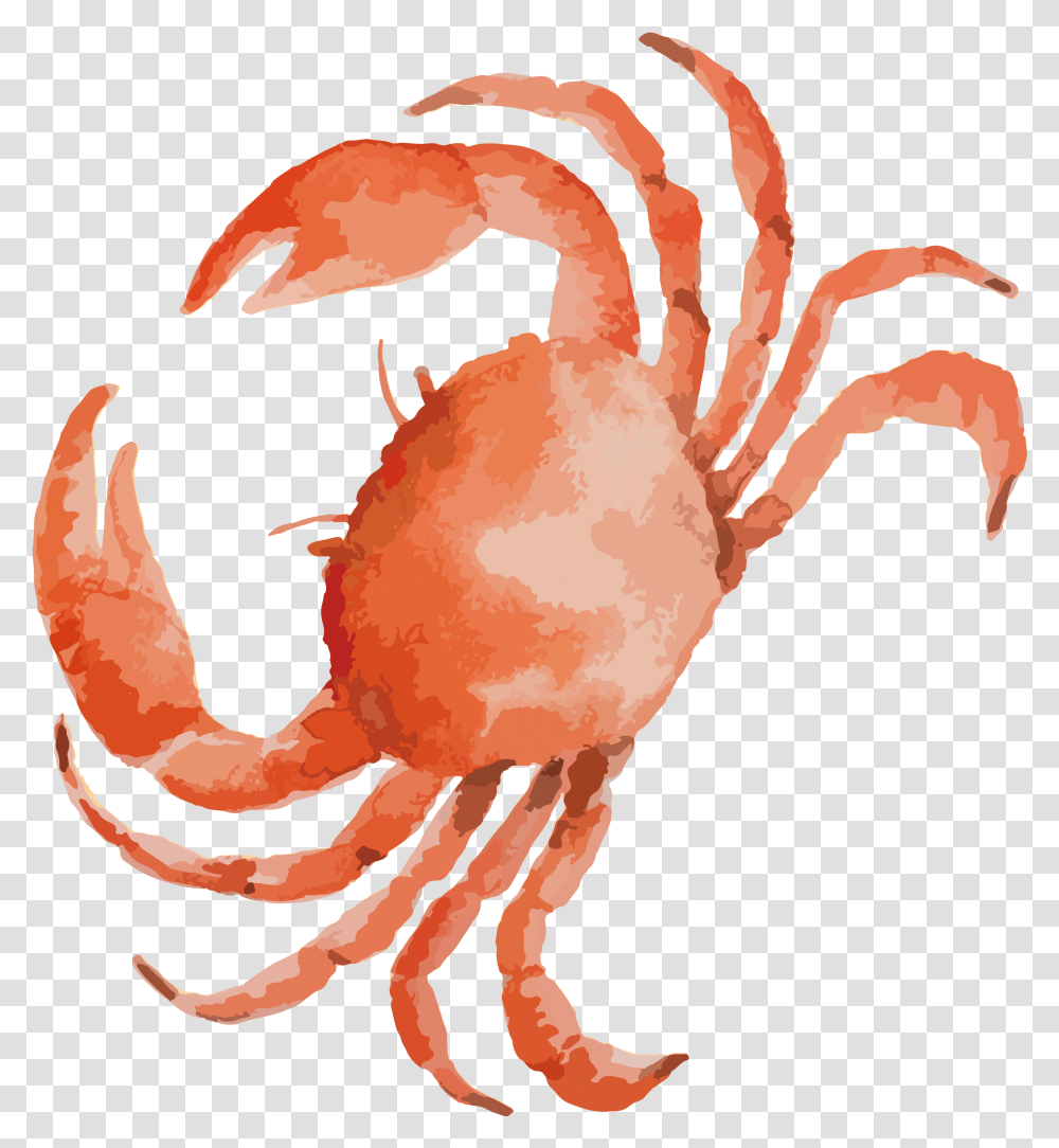 Dungeness Crab Seafood Crab Drawing, Sea Life, Animal, King Crab, Invertebrate Transparent Png