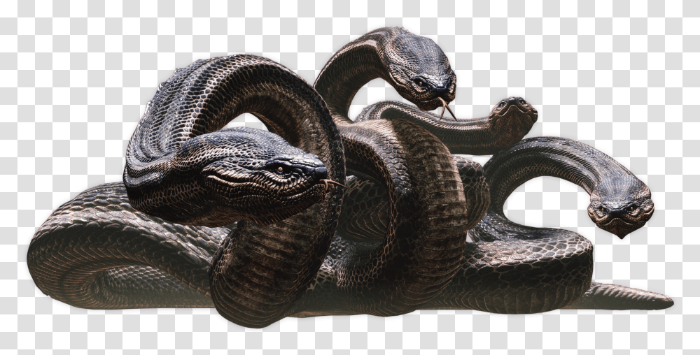 Dungeons And Dragons 5e Hydra Image Dragon Snake Transparent Png