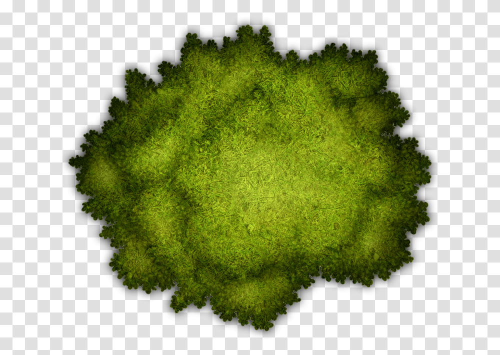 Dungeons And Dragons Tree, Moss, Plant, Algae Transparent Png