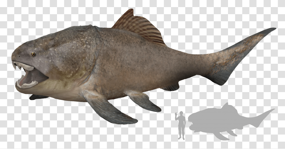 Dunkleosteus Size Transparent Png