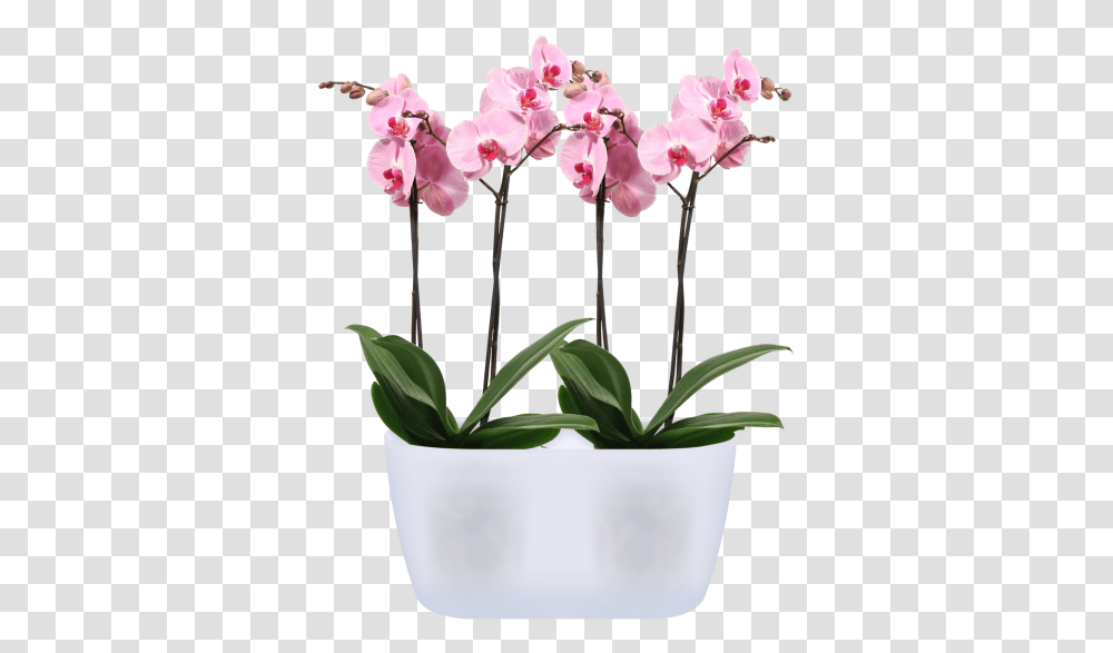 Duo Indoor Flower Pot, Plant, Blossom, Orchid, Flower Arrangement Transparent Png