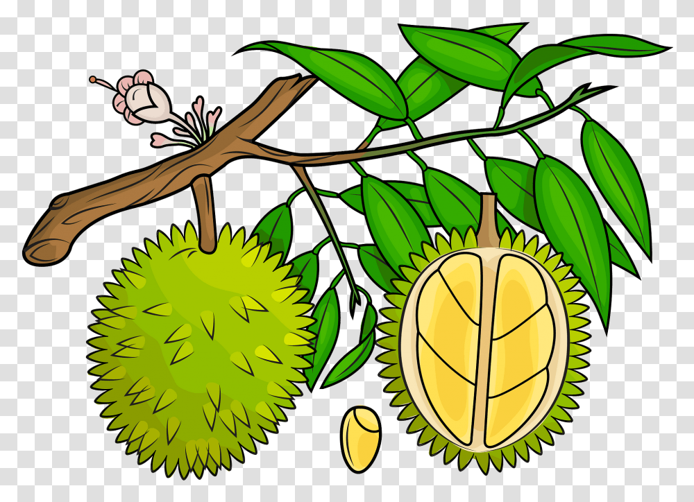 Durian Fresh, Fruit, Produce, Plant, Food Transparent Png