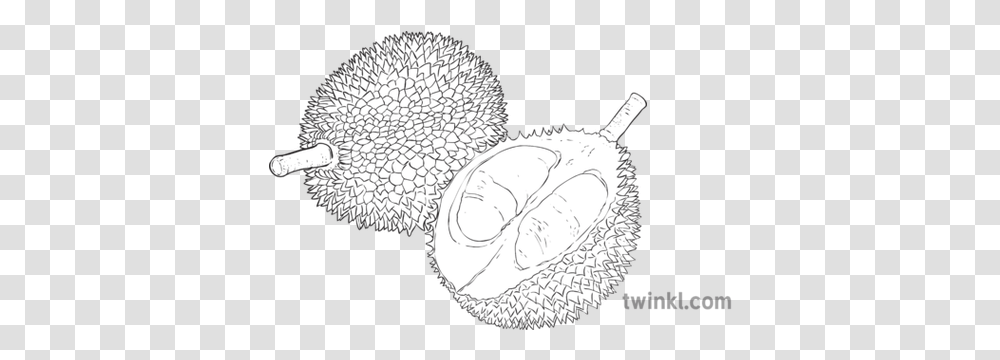 Durian Fruit Geography Topics Ks2 Black Fresh, Plant, Produce, Food, Pollen Transparent Png