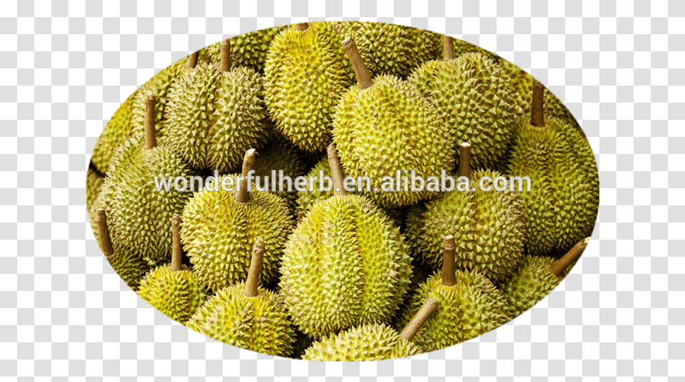 Durian, Fruit, Produce, Plant, Food Transparent Png