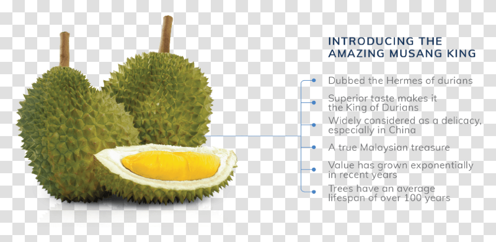 Durian Musang King, Plant, Fruit, Produce, Food Transparent Png