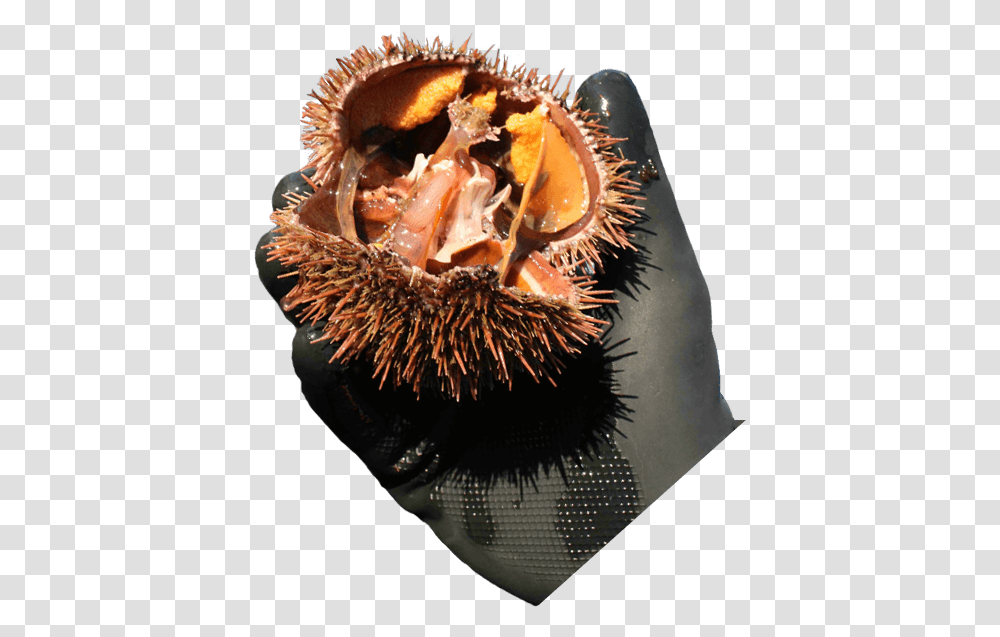 Durian, Sea Life, Animal, Invertebrate, Urchin Transparent Png