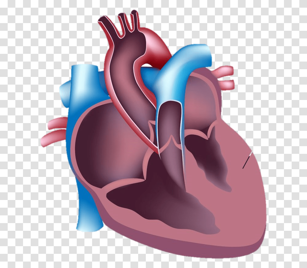 During Intense Physical Exercise The Hypertrophic Heart Blood Flow Through The Heart, Birthday Cake, Dessert, Food Transparent Png