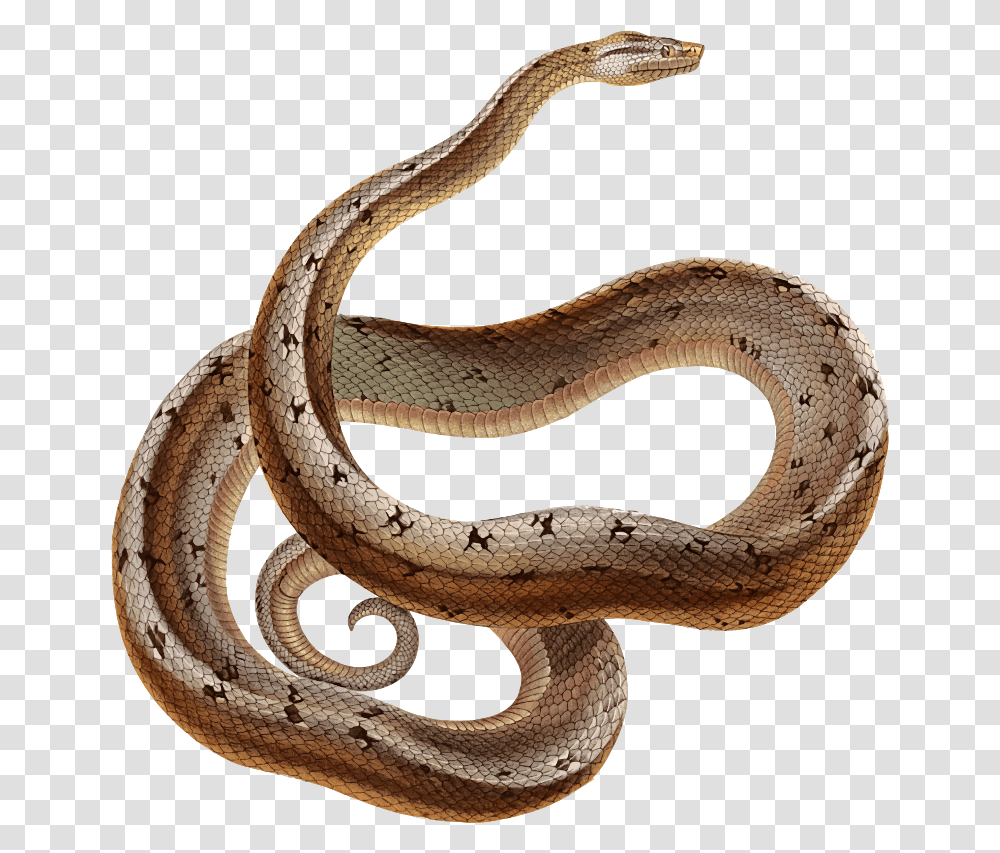 Dusky Dwarf Boa Dampd 5e Constrictor Snake, Reptile, Animal, Cobra Transparent Png
