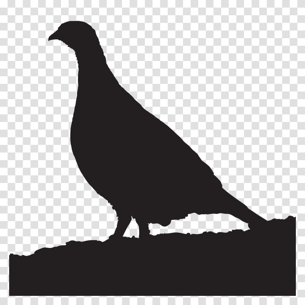 Dusky Grouse Overview All About Birds Cornell Lab Of Ornithology, Animal, Silhouette, Quail, Pigeon Transparent Png