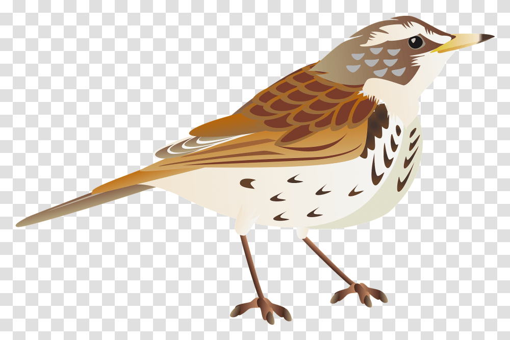 Dusky Thrush Bird Clipart Free Download Brambling, Sparrow, Animal, Finch, Beak Transparent Png