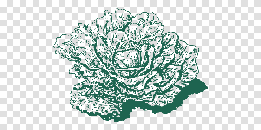 Dutch Cabbage Clip Art, Plant, Rug, Vegetable, Food Transparent Png