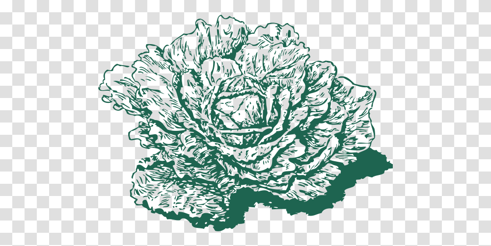 Dutch Cabbage Clip Arts For Web, Plant, Vegetable, Food, Flower Transparent Png