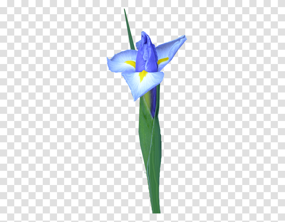 Dutch Iris 960, Flower, Plant, Blossom, Petal Transparent Png