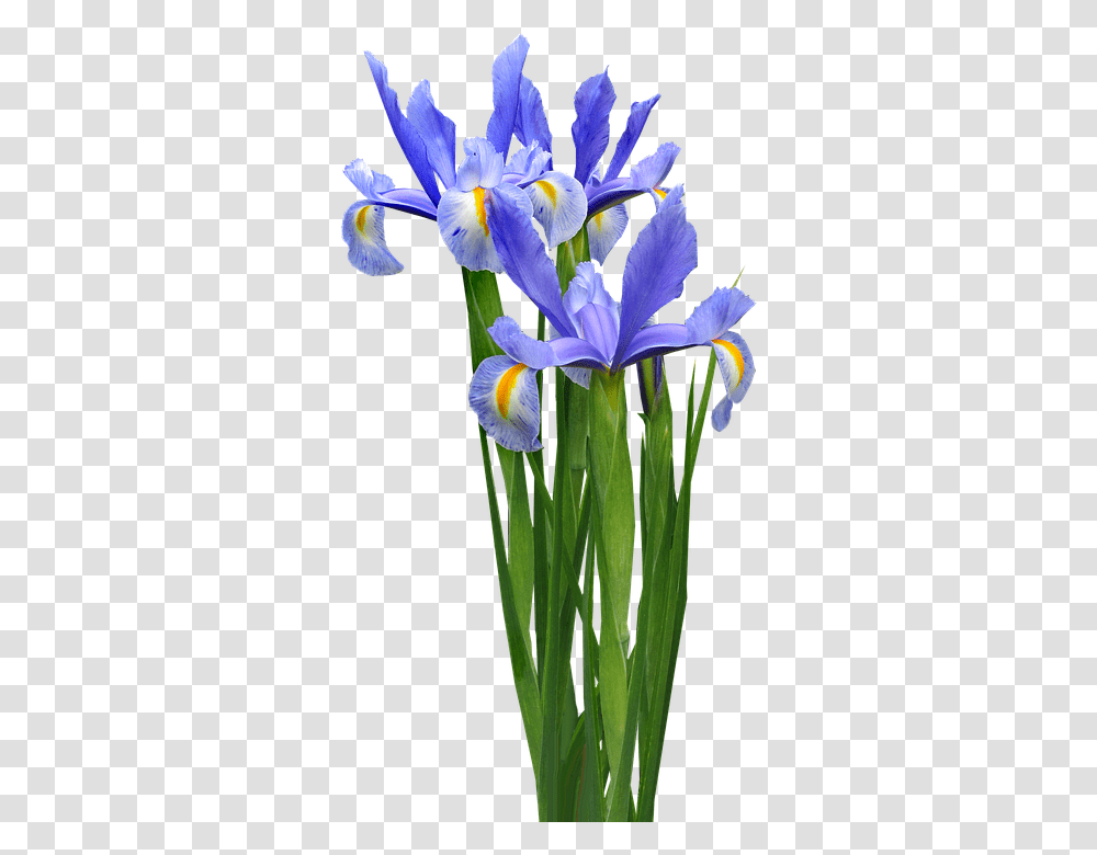 Dutch Iris 960, Flower, Plant, Blossom, Petal Transparent Png