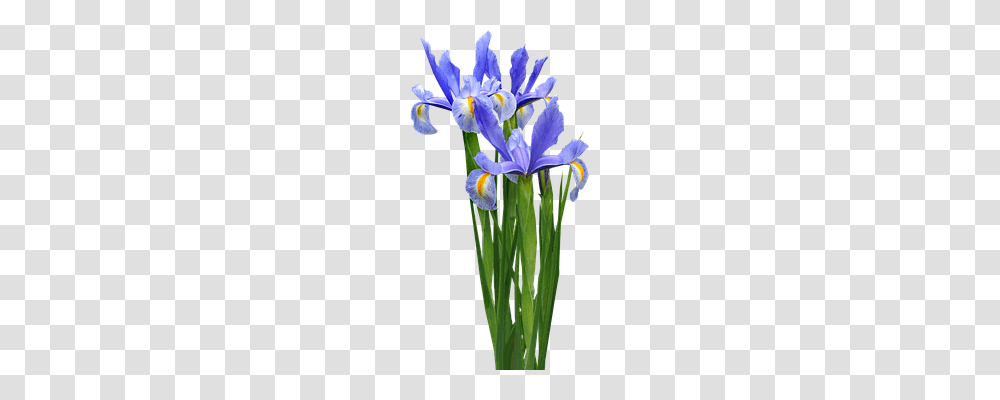 Dutch Iris Technology, Flower, Plant, Petal Transparent Png