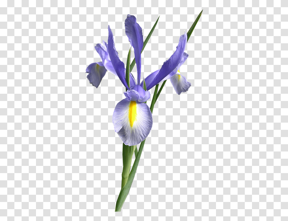 Dutch Iris Blue Flower Cut Out Iris Flower, Plant, Blossom, Petal Transparent Png