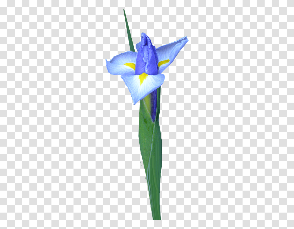 Dutch Iris Bud Flower Dayflower, Plant, Blossom, Petal, Sprout Transparent Png