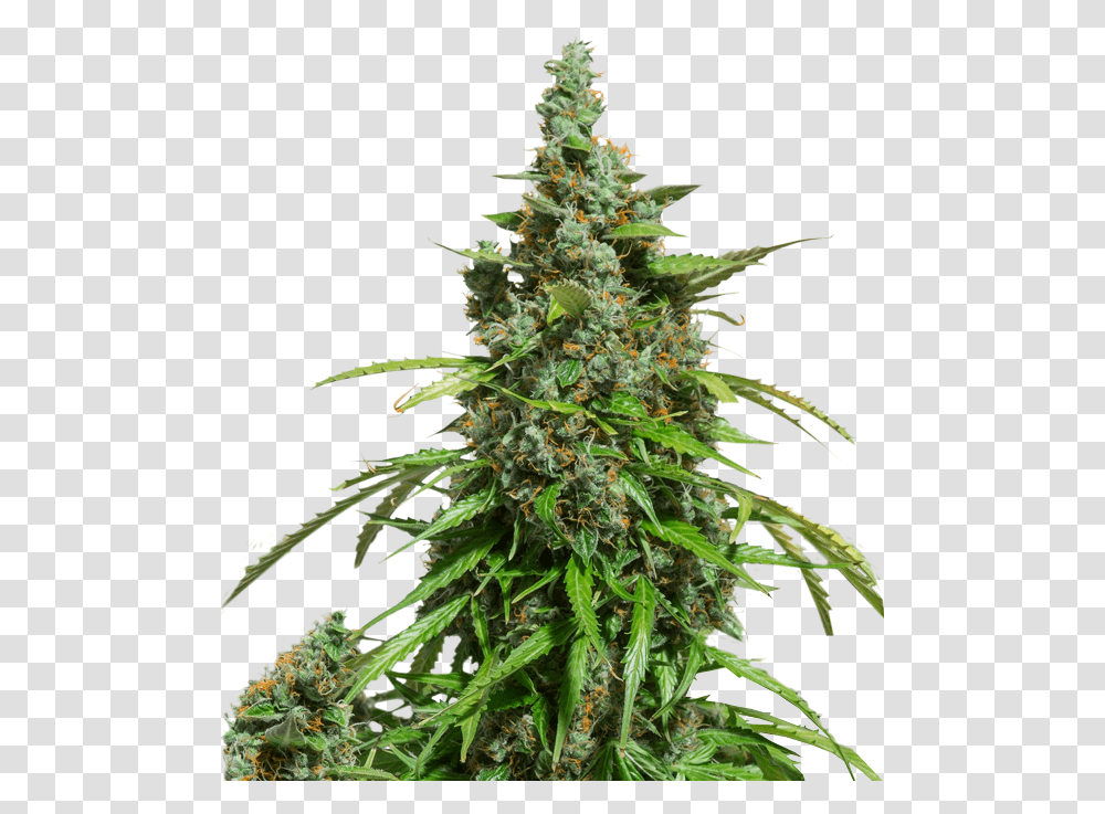 Dutch Passion Seed Auto Mazar, Plant, Hemp, Weed, Christmas Tree Transparent Png