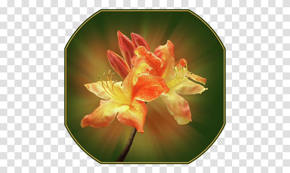 Dvd, Plant, Flower, Blossom, Lily Transparent Png