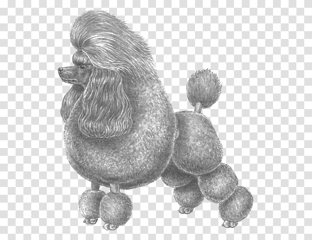 Dvrg Pudel, Animal, Plant, Poodle, Dog Transparent Png