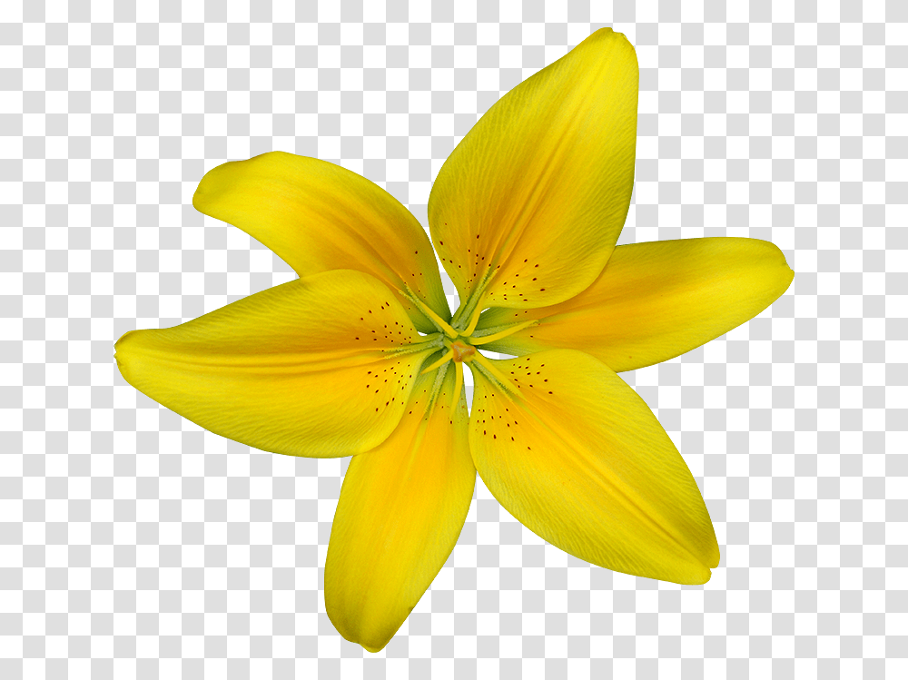 Dwarf Day Lily, Plant, Flower, Blossom, Petal Transparent Png