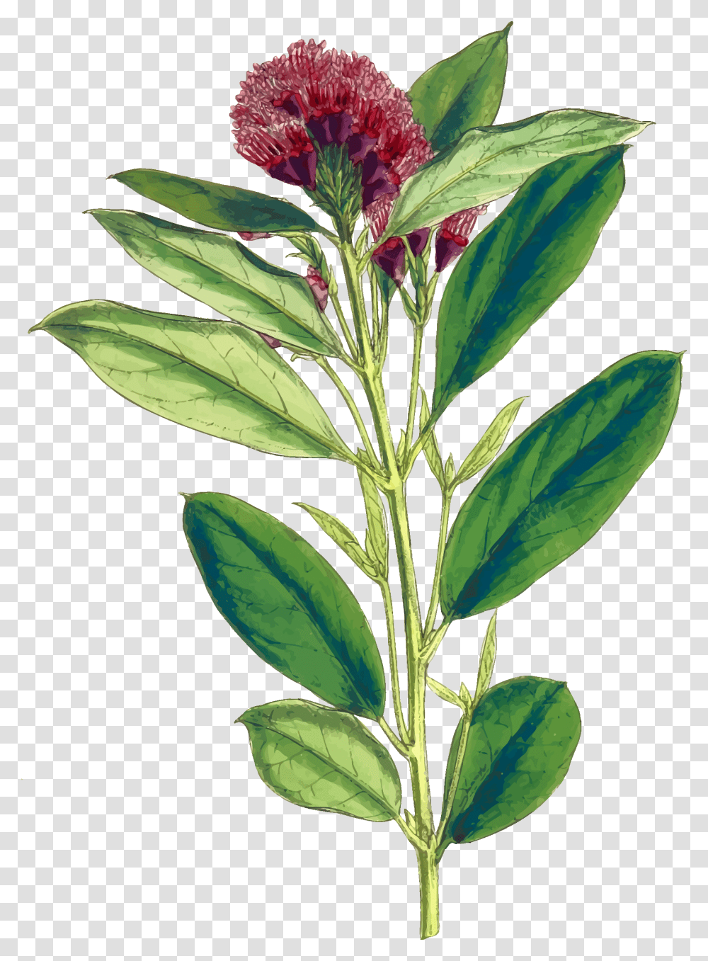 Dwarf Red Combretum Clip Arts Impatiens, Plant, Leaf, Flower, Acanthaceae Transparent Png