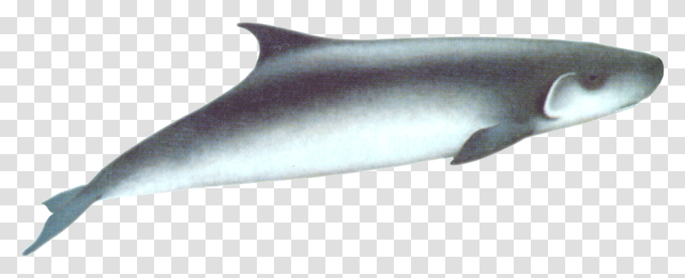 Dwarf Sperm Whale, Sea Life, Animal, Mammal, Dolphin Transparent Png