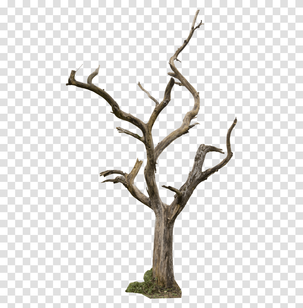 Dying Tree Collections Dry Trees, Wood, Plant, Antler Transparent Png