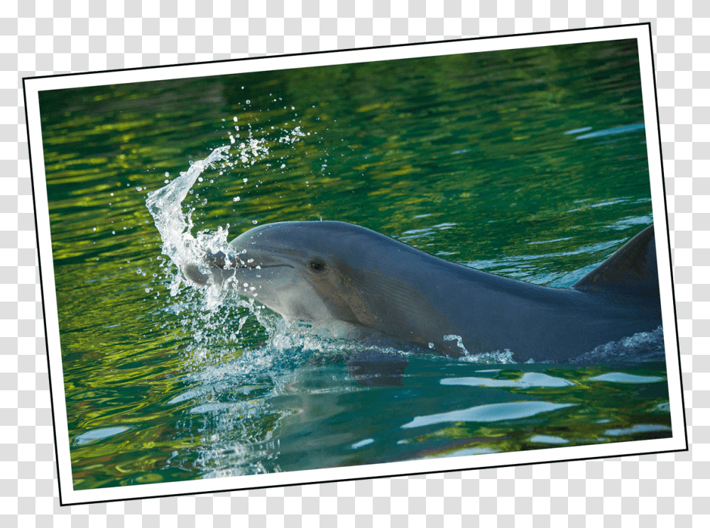 Dylan Oquotbrien Tumblr Common Bottlenose Dolphin, Mammal, Sea Life, Animal, Shark Transparent Png